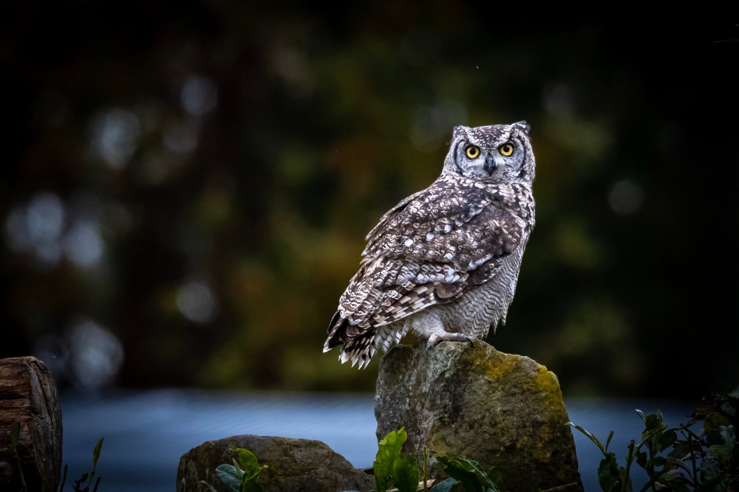 « Les hiboux ne sont pas ce qu’ils semblent » : le hibou, symbole de l’invisible chez David Lynch